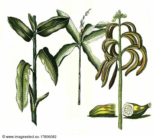 Banane  Bananenbaum  Historisch  digital restaurierte Reproduktion einer Vorlage aus dem 19. Jahrhundert