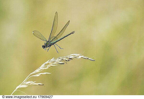 Banded demoiselle (calopteryx splendens)  female  approaching grass ear  Hesse  Germany  Europe