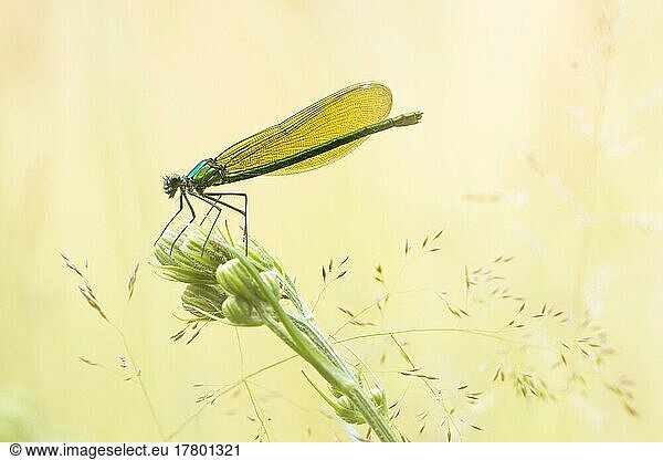 Banded demoiselle (calopteryx splendens)  female on rough meadow-grass (Poa trivialis)  Hesse  Germany  Europe