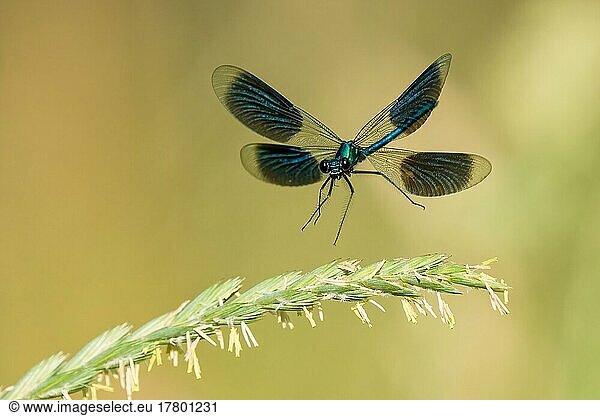Banded demoiselle (calopteryx splendens)  male approaching rough meadow-grass (Poa trivialis)  Hesse  Germany  Europe