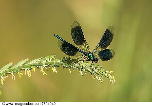 Banded demoiselle (calopteryx splendens)  male on rough meadow-grass (Poa trivialis)  Hesse  Germany  Europe