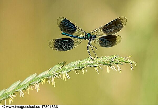 Banded demoiselle (calopteryx splendens)  male on rough meadow-grass (Poa trivialis)  Hesse  Germany  Europe