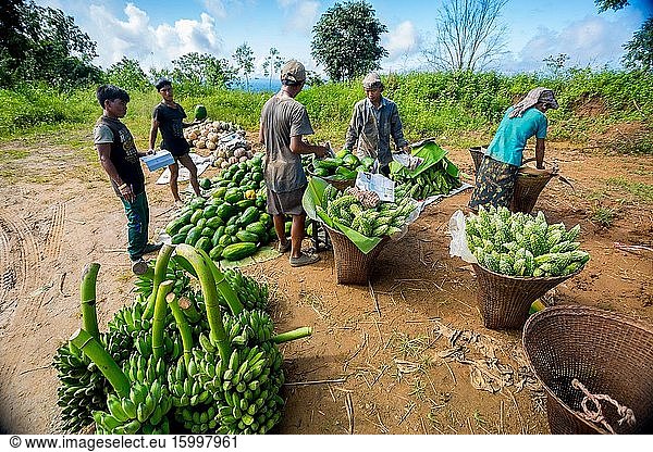 Bangladesh ?. ? October 12  2019: The hill tribal laborers are storing fresh vegetables from the fields and packaging them to send to the market at Bandarban  Bangladesh.