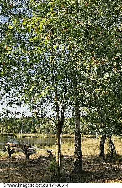 Bank unter Eberesche (Sorbus aucuparia) und Birke (Betula)  Nationalpark Maasduenen  Niederlande  Europa