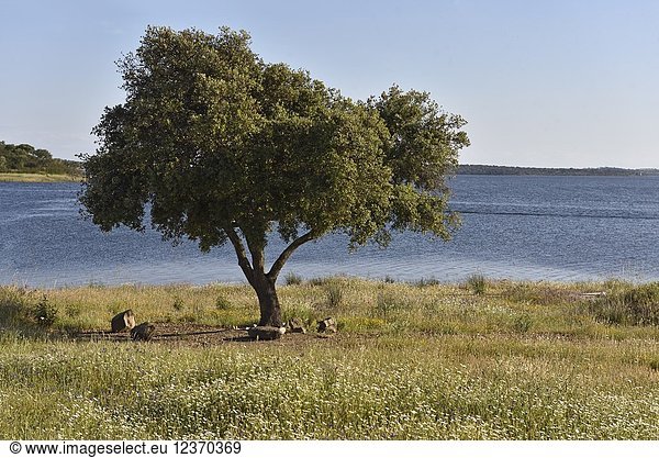 Banks of the dam lake of Alqueva on the Guadiana River near Monsaraz Reguengos de Monsaraz Alentejo region Portugal southwertern Europe.