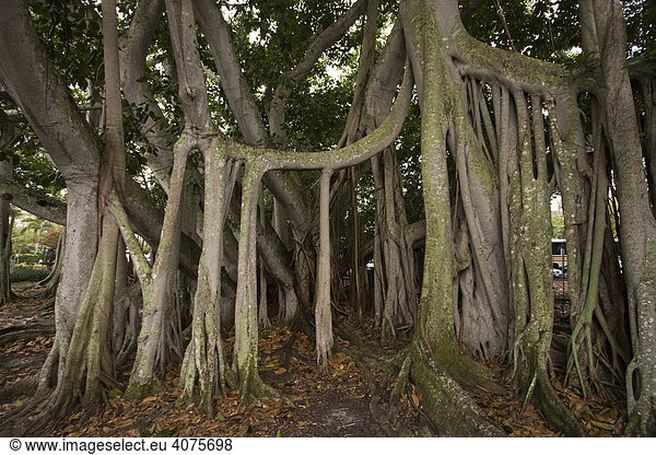 Banyan Baum (Ficus benghalenis) im Edison und Ford Winter Estate  Fort Myers  Florida  USA