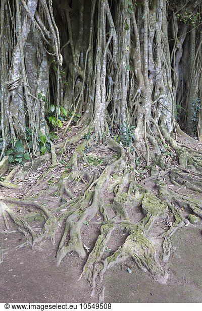 Banyan-Feige auch Banyanbaum oder Bengalische Feige (Ficus benghalensis) Wurzeln Bali Indonesien Asien
