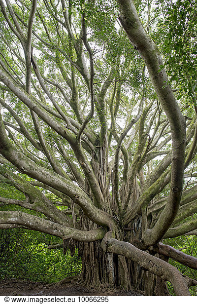 Banyan-Feige Banyanbaum (Ficus benghalensis) Seven Pools Ohe o Gulch Maui Hawaii USA Nordamerika