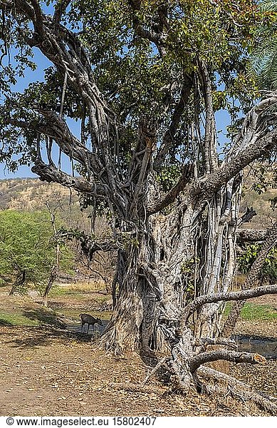 Banyan Tree  Ranthambhore-Nationalpark  Rajasthan  Indien  Asien