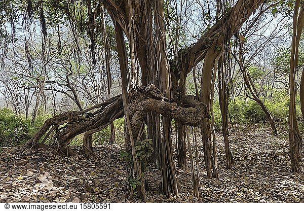Banyan Tree Ranthambhore-Nationalpark Rajasthan Indien Asien