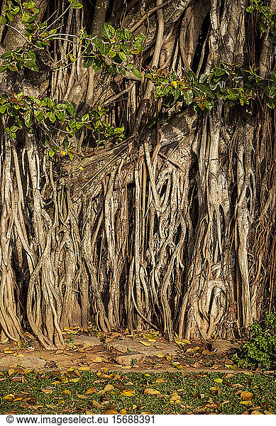 banyan tree sri lanka