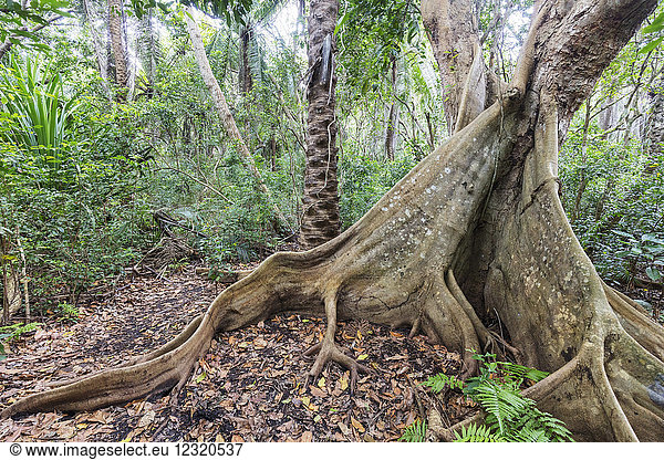 Banyanbaum (Vorhangfeigenbaum) (Ficus microcarpa)  Jozani Forest  Jozani Chwaka Bay National Park  Insel Sansibar  Tansania  Ostafrika  Afrika