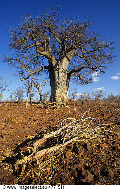 Baobab (Adansonia digitata),  abgebrochene Äste,  in der Nähe vom Ihaha Camp am Flussufer,  Chobe Nationalpark,  Botswana,  Afrika
