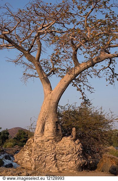Baobab (Adansonia digitata). This photo was taken in north Namibia on the banks of Kunene River  on Epupa Falls.