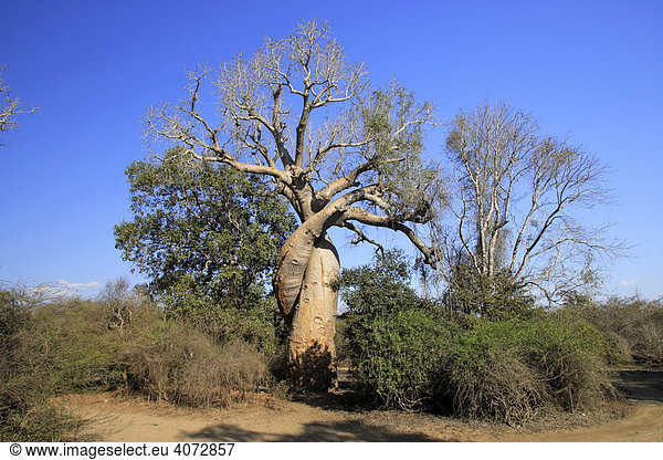 Baobab  Affenbrotbaum (Adansonia grandidieri renala) Morondava  Madagaskar  Afrika