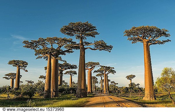 Baobab-Allee (Adansonia grandidieri) in West-Madagaskar,  Madagaskar,  Afrika