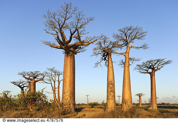 Baobab-Allee (Adansonia grandidieri)  im Abendlicht  Morondava  Madagaskar  Afrika