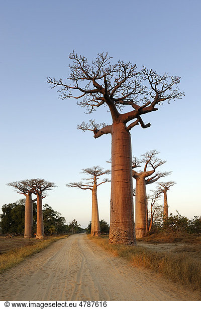 Baobab-Allee (Adansonia grandidieri)  im Morgenlicht  Morondava  Madagaskar  Afrika