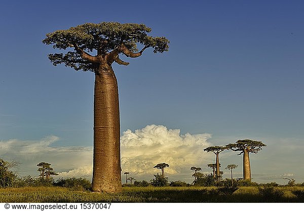 Baobab-Allee (Adansonia grandidieri) in West-Madagaskar  Madagaskar  Afrika