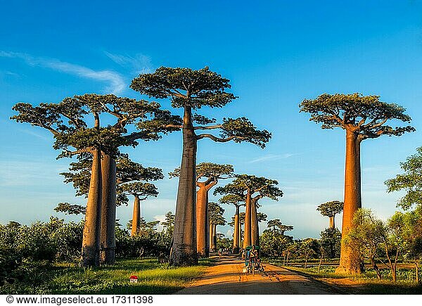 Baobab Allee (Andasonia grandidieri) im Westen Madagaskars
