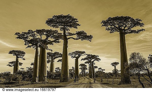 Baobab Allee  Madagaskar  Afrika