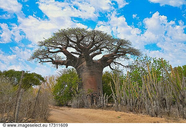 Baobab (Andasonia za) aus Morombe im Südwesten Madagaskars