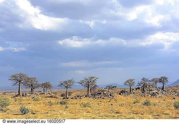Baobab (auch Affenbrotbaum (nach dem Aussehen der Früchte)  Affenbrotbaum (die weichen  trockenen Früchte sind essbar)  umgedrehter Baum (die spärlichen Äste ähneln Wurzeln)  Weinsteinbaum) (Adansonia digitata). Ruaha-Nationalpark. Tansania.