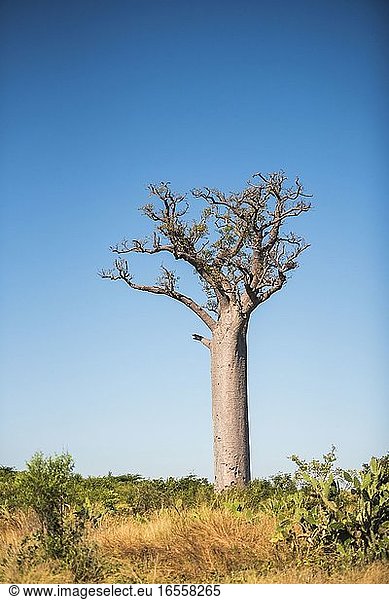 Baobab-Baum  Ifaty  Südwest-Madagaskar  Afrika