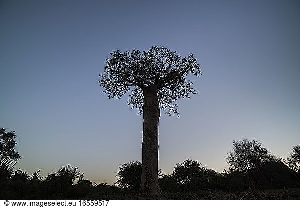 Baobab-Baum im Stachelwald bei Nacht Parc Mosa a Mangily Ifaty Südwest-Madagaskar Afrika
