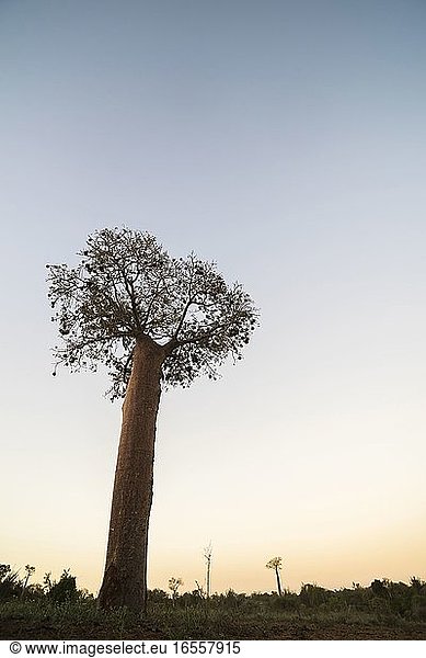 Baobab-Baum im Stachelwald bei Sonnenuntergang  Parc Mosa a Mangily  Ifaty  Südwest-Madagaskar  Afrika