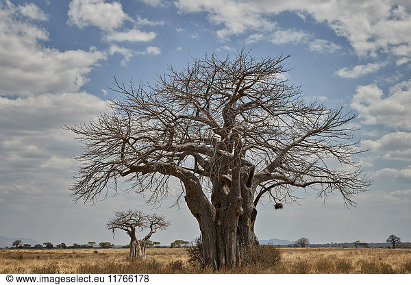 Baobab-Baum  Ruaha-Nationalpark  Tansania  Ostafrika  Afrika