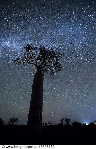 Baobab-Baum unter den Sternen bei Nacht im Stachelwald  Ifaty  Südwest-Madagaskar  Afrika