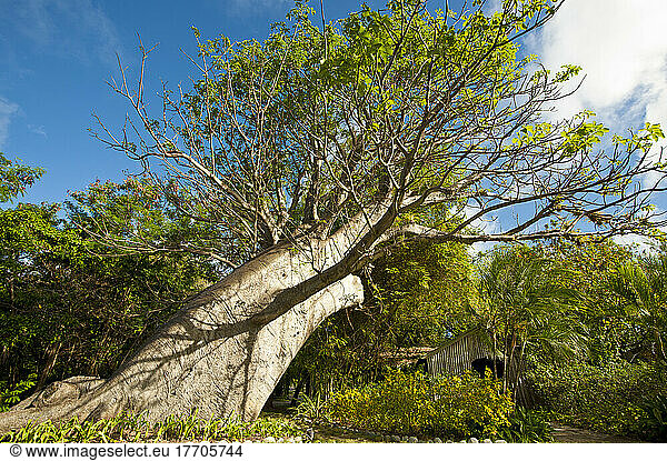 Baobab Front Of The Bamboo Church In Mustique Island  St Vincent And The Grenadines  West Indies