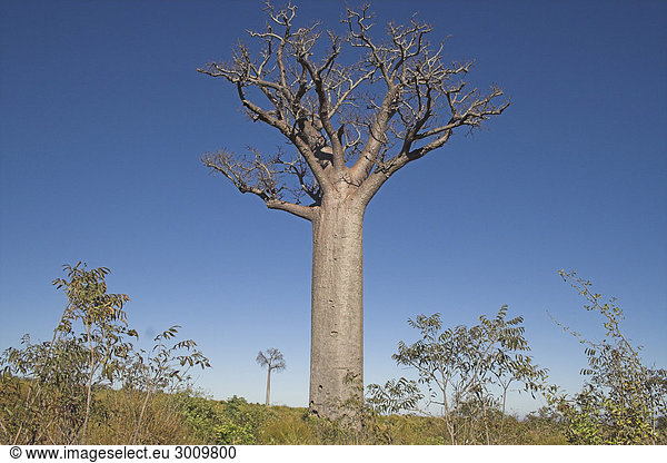 Baobab  Madagaskar