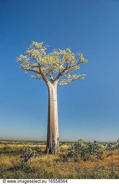 Baobab Tree,  Ifaty,  South West Madagascar,  Africa
