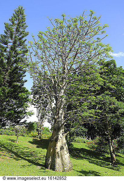Baobab Tree  Deshaies Botanical Garden  Guadeloupe