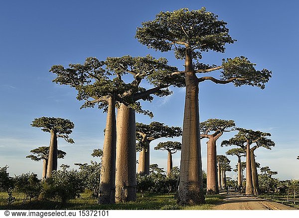 Baobaballee (Adansonia grandidieri) bei Morondava  West-Madagaskar  Madagaskar  Afrika