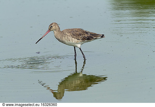 Bar-tailed godwit  Limosa lapponica