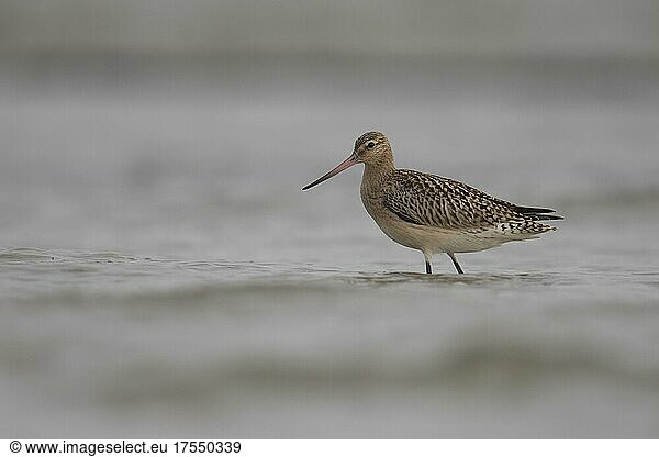 Bar-tailed godwit (Limosa lapponica) on the Baltic Sea  Prerow  Germany  Europe