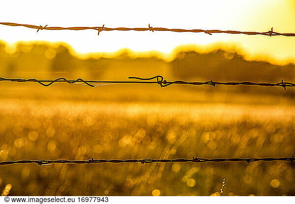 Barbed wire on a Kansas farm at sunrise