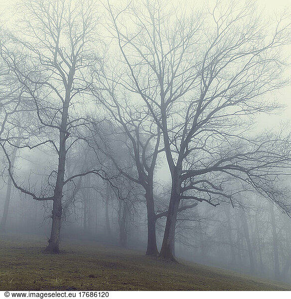 Bare chestnut trees in fog-shrouded winter forest