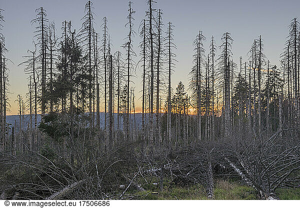 Bare spruce trees in Harz National Parkz at dusk