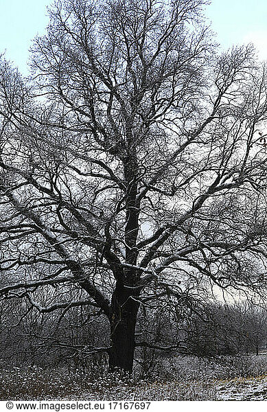Bare tree in winter