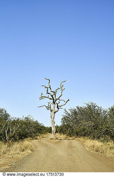 Bare tree on road against clear blue sky at Kruger National Park  South Africa