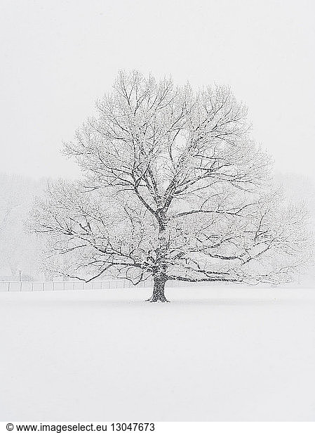 Bare tree on snow covered field during snowfall