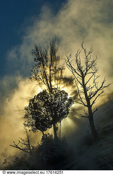 Bare trees and conifer trunks emerge through the misty steam at sunrise in Mammoth Hot Springs; Yellowstone Natural Park Wyoming United States of America