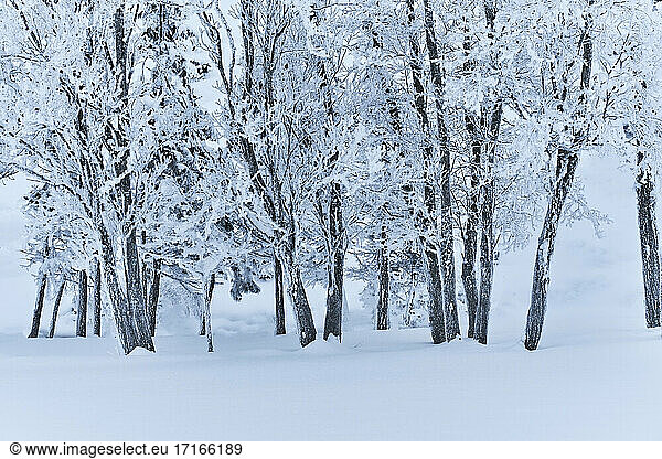 Bare trees covered with snow  Austria