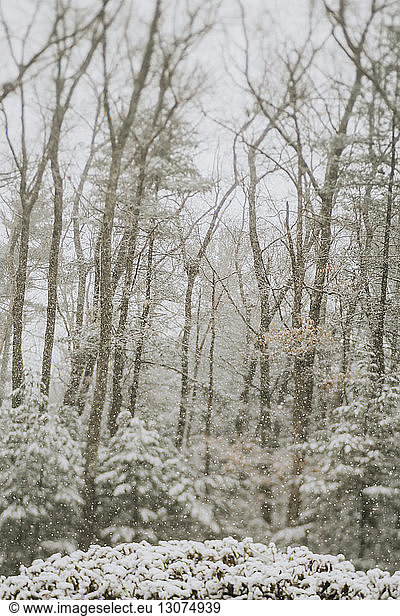 Bare trees in forest during snowfall