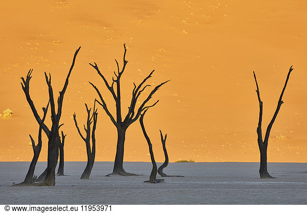 Bare trees in front of a sand dune.