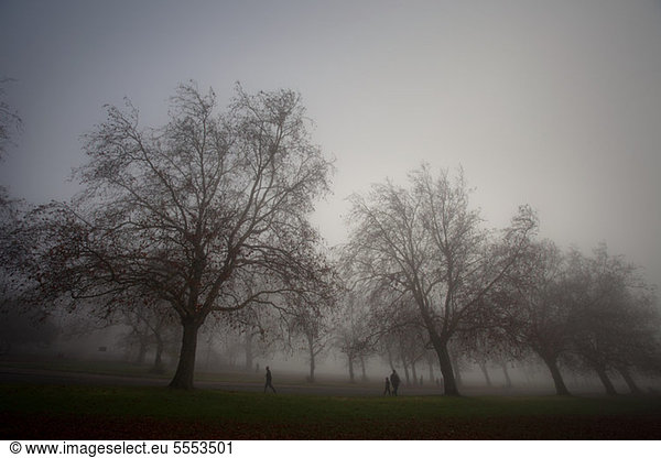 Bare trees in misty park